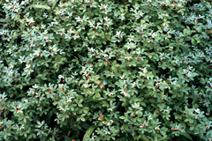 Indigofera prostrata